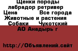Щенки породы лабрадор ретривер › Цена ­ 8 000 - Все города Животные и растения » Собаки   . Чукотский АО,Анадырь г.